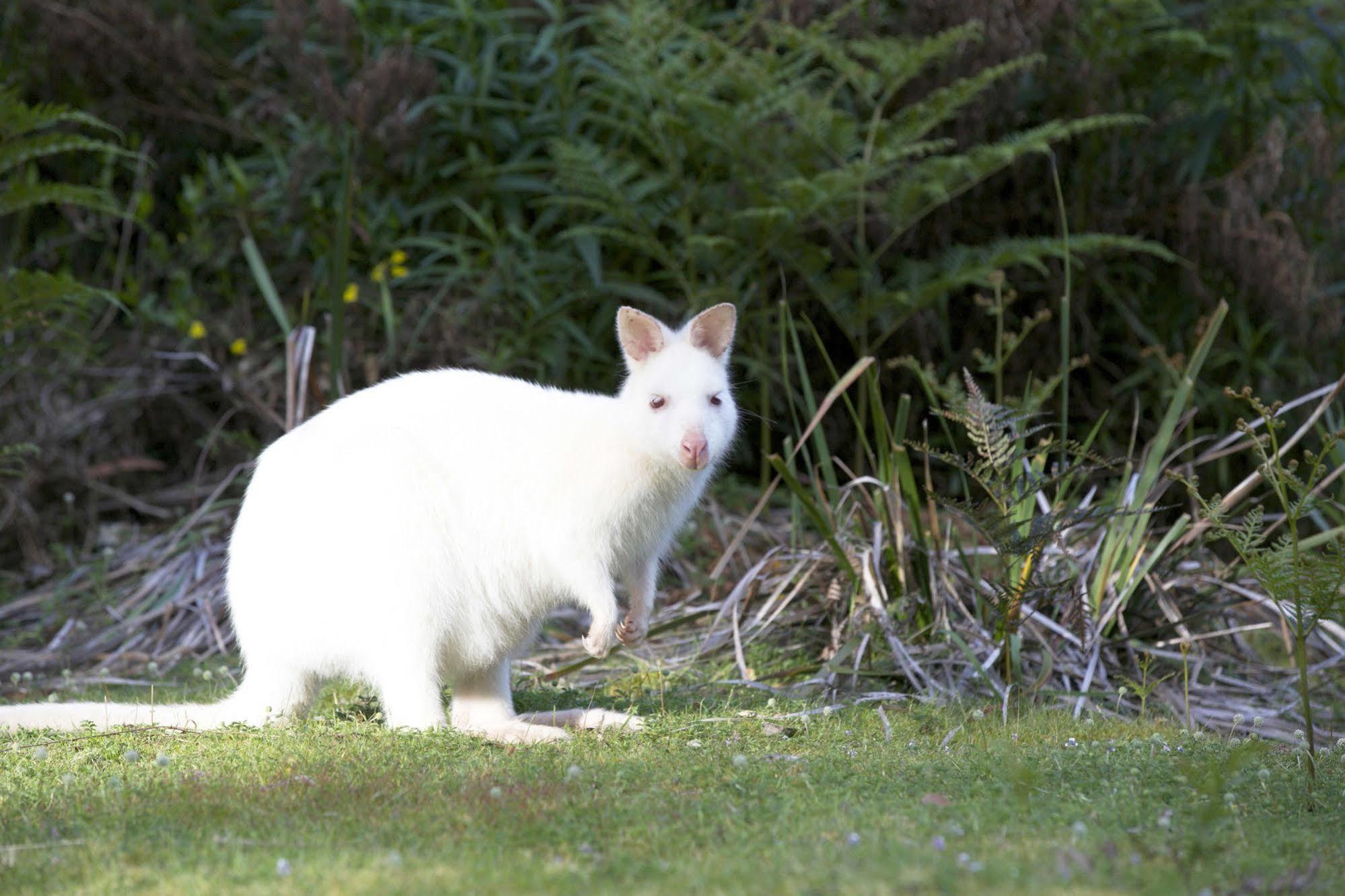 Bruny Island Lodge South Bruny ภายนอก รูปภาพ